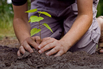 Tree Plantation Programme